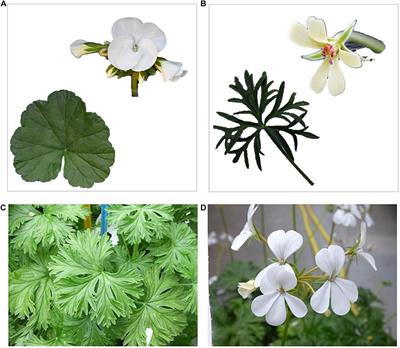 Interspecific Hybrids Between Pelargonium × hortorum and Species From P. Section Ciconium Reveal Biparental Plastid Inheritance and Multi-Locus Cyto-Nuclear Incompatibility